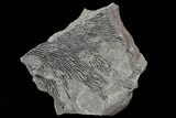 Graptolite (Dictyonema) Plate - Rochester Shale, NY #68899-1